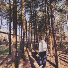 Fototapeta premium Tall pine trees in rural dense forest. Natural treescape scene in woodland trail. A man is seen from behind walking through tree trunks during sunset.