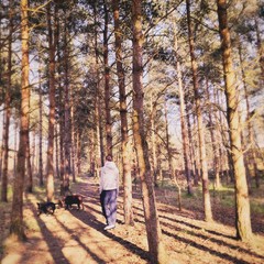 Fototapeta premium Tall pine trees in rural dense forest. Natural treescape scene in woodland trail. A man is seen from behind walking through tree trunks during sunset.