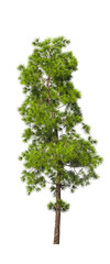 Evergreen tall coniferous pine tree on a white insulating background on high resolution. 3D stock illustration.