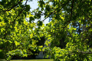 Fototapeta na wymiar rayon du soleil à travers les feuilles d'un arbre
