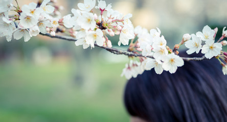 公園の桜