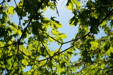 feuilles d'un arbres traversées par les rayons du soleil 