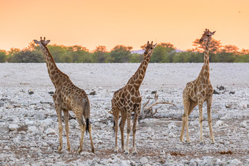 Giraffen am Wasserloch im Etosha Nationalpark, Namibia