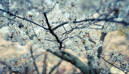 公園の桜