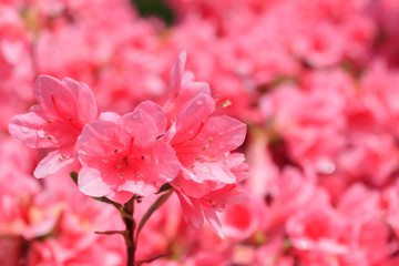 ピンク色のツツジ　松本つつじ園　長崎県大村市　
Pink Azalea Nagasaki Oomura city
