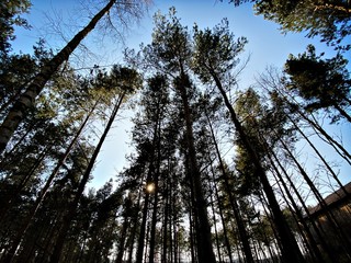 Big and tall pine trees are seen in a dense forest. Natural treescape on scenic woodland trail. Backlit view as afternoon sun shines through branches and trunks. Soft focus creates fresh atmosphere