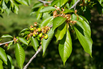 petites cerises pas encore mures 