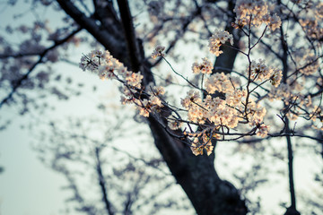 公園の桜