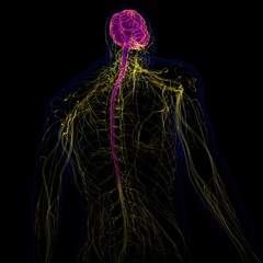 3D Illustration Human Brain With Nervous System Anatomy