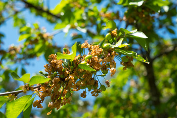 petites cerises pas encore mures 