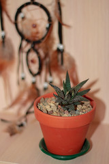 Home flower from the genus succulents in a small brown pot.