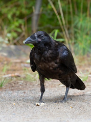 Common raven (Corvus corax) in Algonquin Park, Canada
