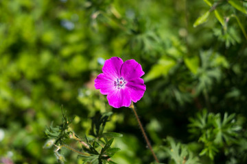 petite fleur mauve isolée avec un arrière plan flou