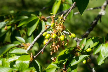 petites cerises pas encore mures 