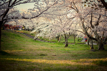 公園の桜