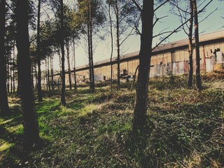 An old derelict industrial building is seen surrounded by pine trees in a forest. Nature reclaims area around an abandoned chemical factory, weathered brick and asbestos facade. Forgotten architecture