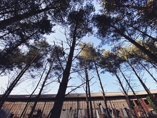 An old derelict industrial building is seen surrounded by pine trees in a forest. Nature reclaims...