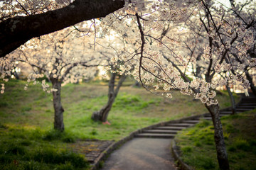 公園の桜