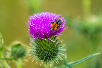 bee on thistle