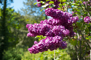 grosse fleurs de lilas mauve au printemps
