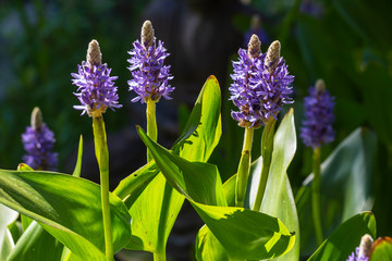 purple flowers in the garden