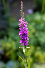 purple flowers of a lavender