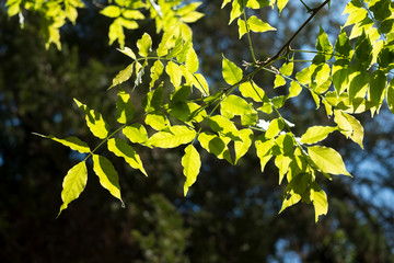 branches de glycines éclairées par le soleil du printemps