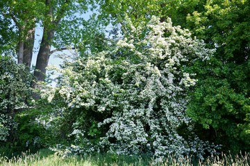 Weißdornbusch