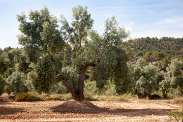 Olive tree