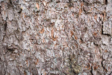 Wooden and aged tree outdoors in nature, closeup shot. Texture and pattern concept.
