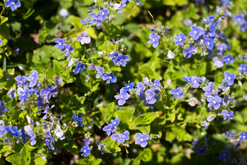 Petites fleurs bleues sauvages de printemps