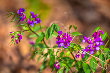 Fototapeta premium The Spring pea, Lathyrus vernus latin name. Flower on blurred background in forest.