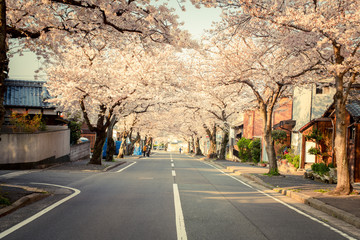 北九州市小倉南区　安部山公園の桜並木