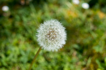 un pissenlit isolé avec un arrière plan flou