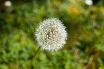 un pissenlit isolé avec un arrière plan flou