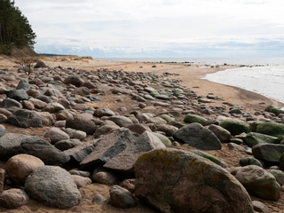 Rocky beach Baltic Sea, shore with pine trees
