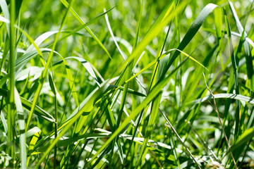 hautes herbes éclairées par le soleil