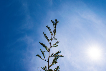 Low angle of Acacia tree branch against blue sky, South Africa