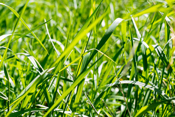 hautes herbes &eacute;clair&eacute;es par le soleil