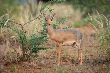 Damara-Dikdik (Madoqua kirkii) in Namibia