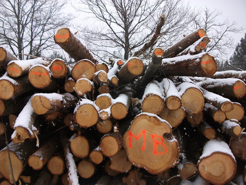 Ein Holzstapel von gef&auml;llten Eichenst&auml;mmen mit einer leichten Schneeschicht
