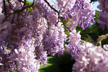 Une glycine en fleurs &eacute;clair&eacute;e par le soleil