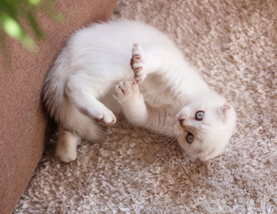 Charming white Scottish kitten with a funny emotional muzzle and blue eyes. Lifestyle portrait in home interior. A small playful breeding kitten waiting for the game.
