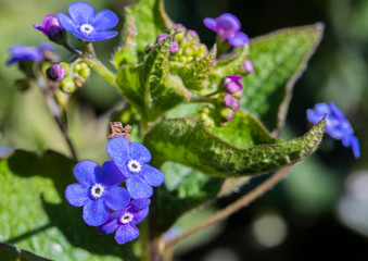 blueforget me not flowers in the garden