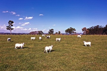 Obraz premium Aerial view of cows in the pasture. Agro industry scene. Great landscape