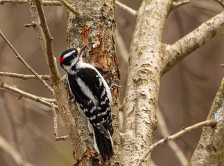Downy woodpecker perched on the trunk of a tree.