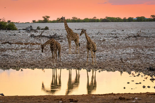 Giraffen Am Wasserloch Im Etosha Nationalpark, Namibia