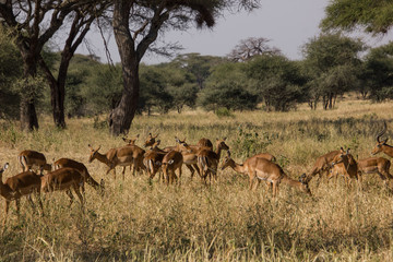 Fototapeta na wymiar Herd of gazells in an african savannah