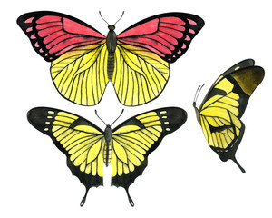 Watercolor colorful butterflies isolated on white background, summer illustration