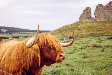 A Scottish breed highland cow on pasture with 12th century Castle Roy on the background. Scotland, UK.